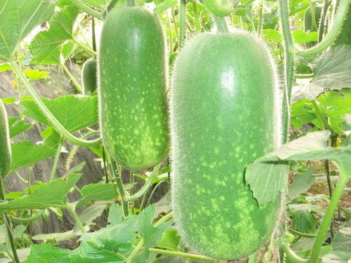 吃瓜网免费官网郑润泽,吃瓜网免费官网背后的神秘人物  第2张